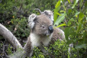 Wild Koala in The Bush Kangaroo Island  